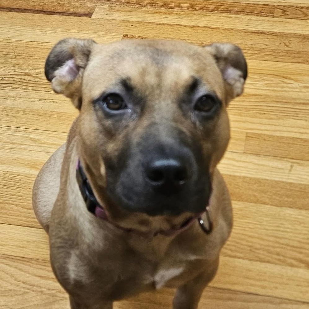 Enlarge Honey, a Adoptable mixed breed in Sanford, NC image 3/6