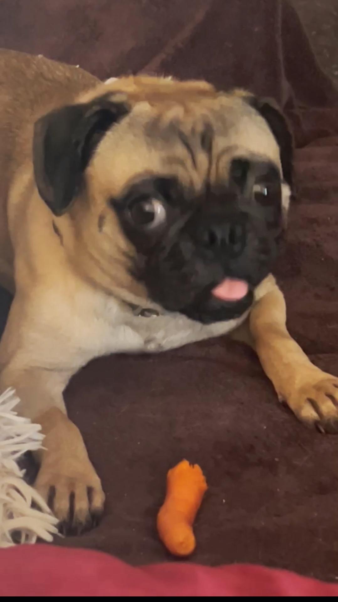 Bilbo loves carrots, Adopted, Young Male Pug.