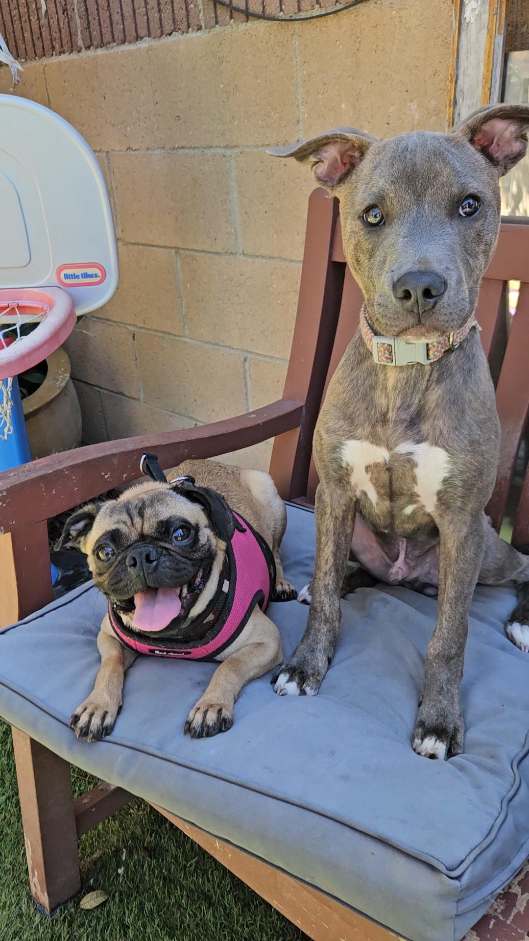 Enlarge Bilbo loves carrots, a Adopted Pug in Palos Verdes Estates, CA image 2/2