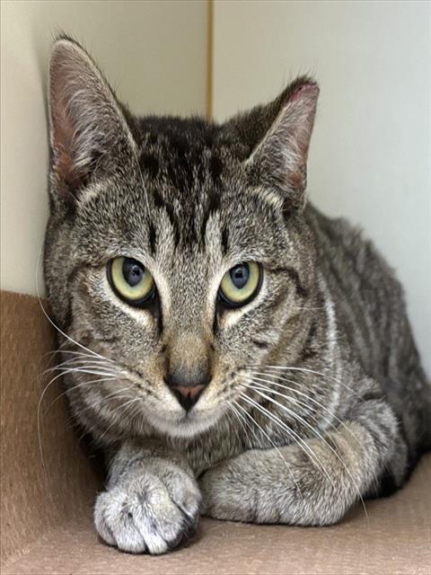 Enlarge FLUMMOX, a Adoptable Domestic Short Hair in Dedham, MA image 1/1