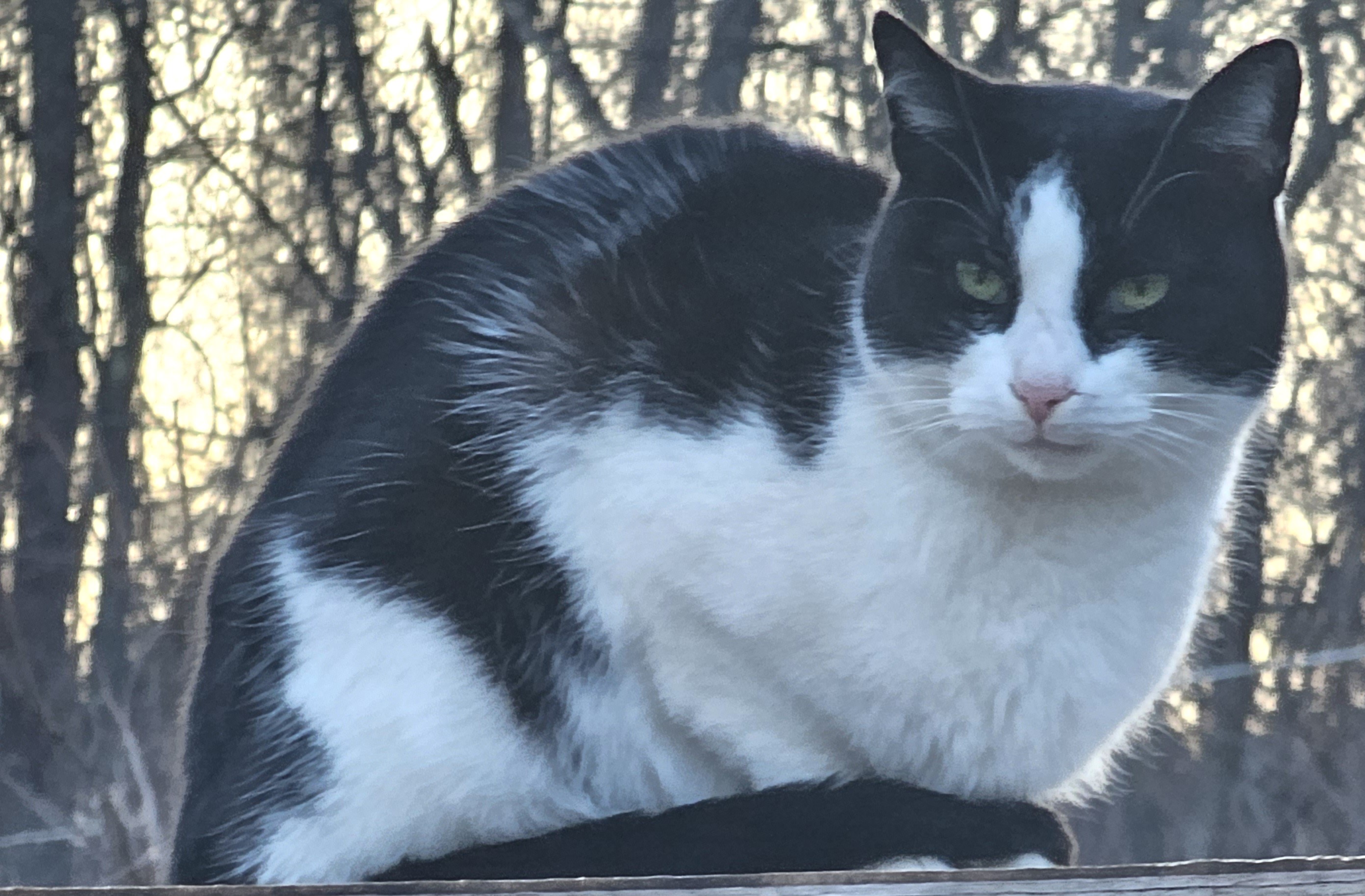 Enlarge Poncho, a Adoptable Domestic Medium Hair in Belle Vernon, PA image 1/1