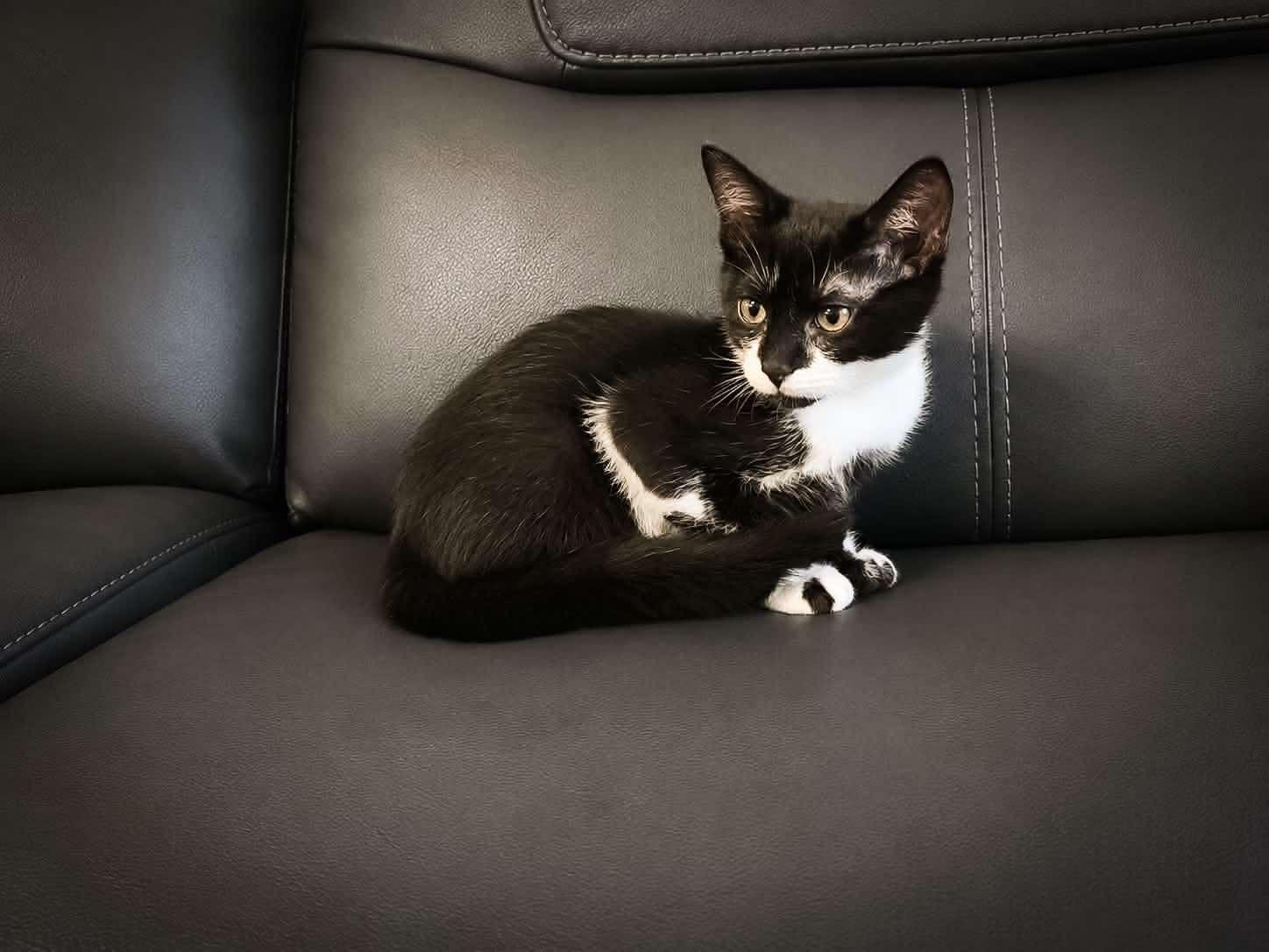 Moondancer, adopted, Kitten Female Domestic Short Hair.