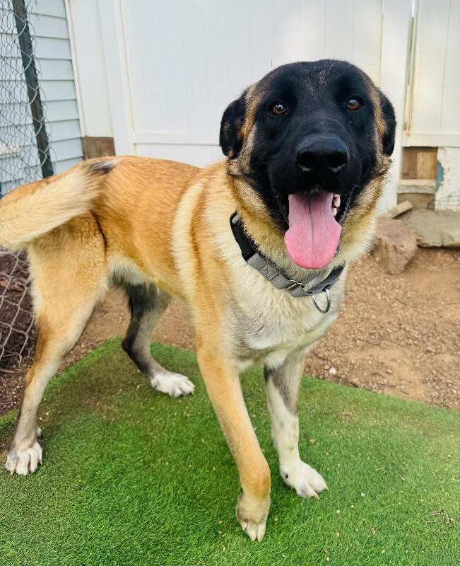 Arthur, Adoptable, Adult Male Anatolian Shepherd & Mixed Breed.