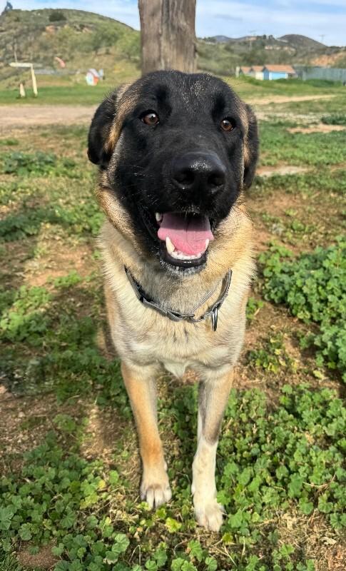 Enlarge Arthur, a Adoptable mixed breed in Valley Village, CA image 2/5