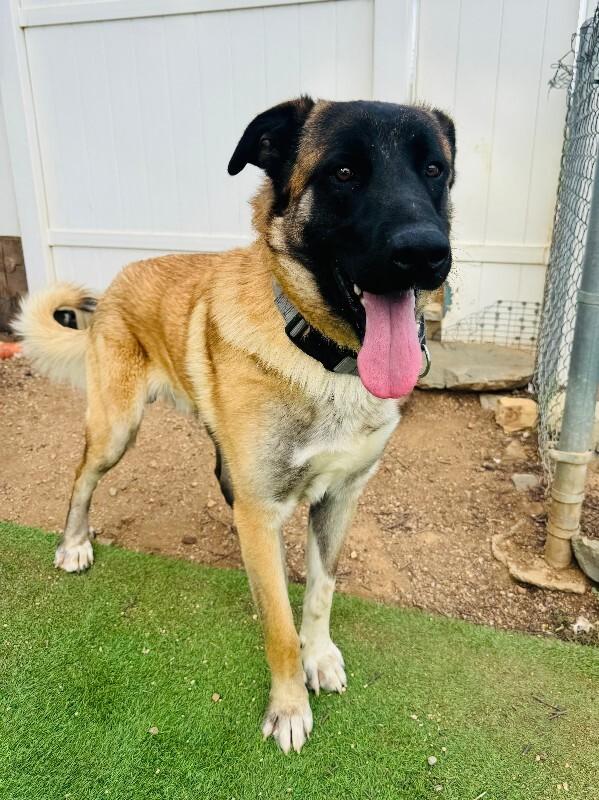 Enlarge Arthur, a Adoptable mixed breed in Valley Village, CA image 3/5