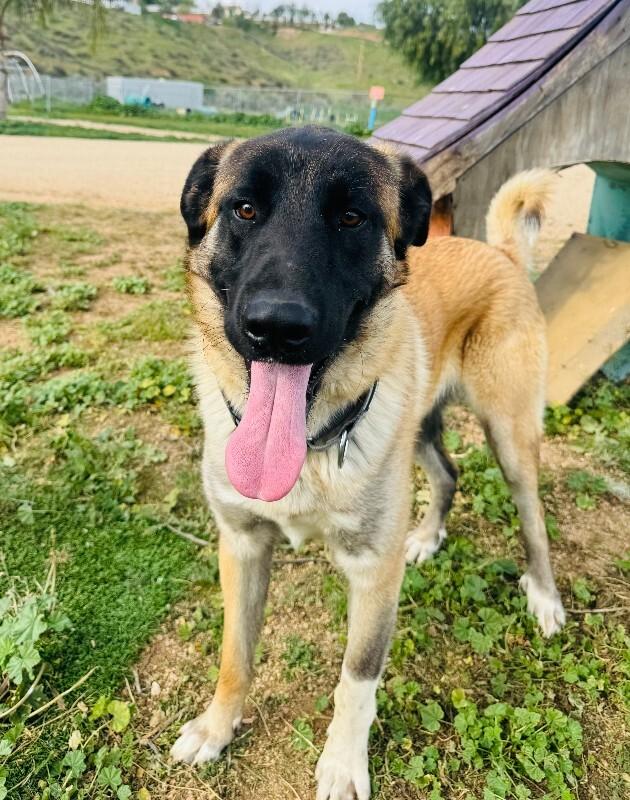 Enlarge Arthur, a Adoptable mixed breed in Valley Village, CA image 4/5