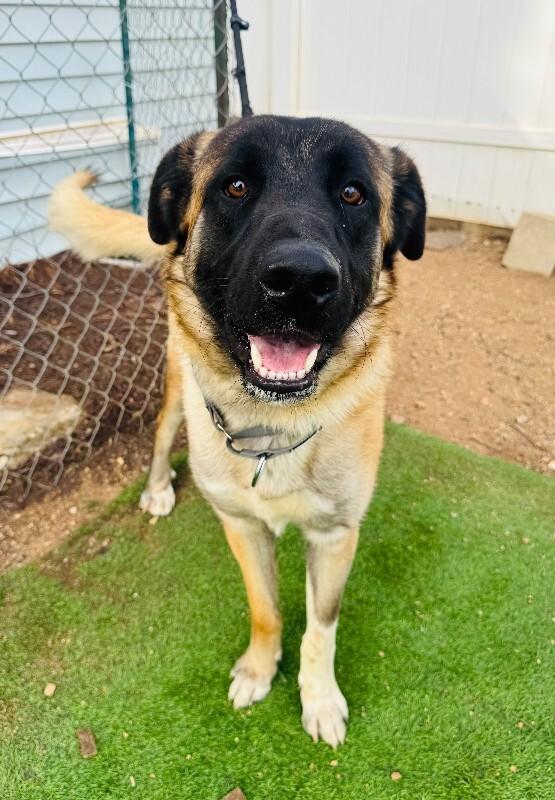 Enlarge Arthur, a Adoptable mixed breed in Valley Village, CA image 5/5