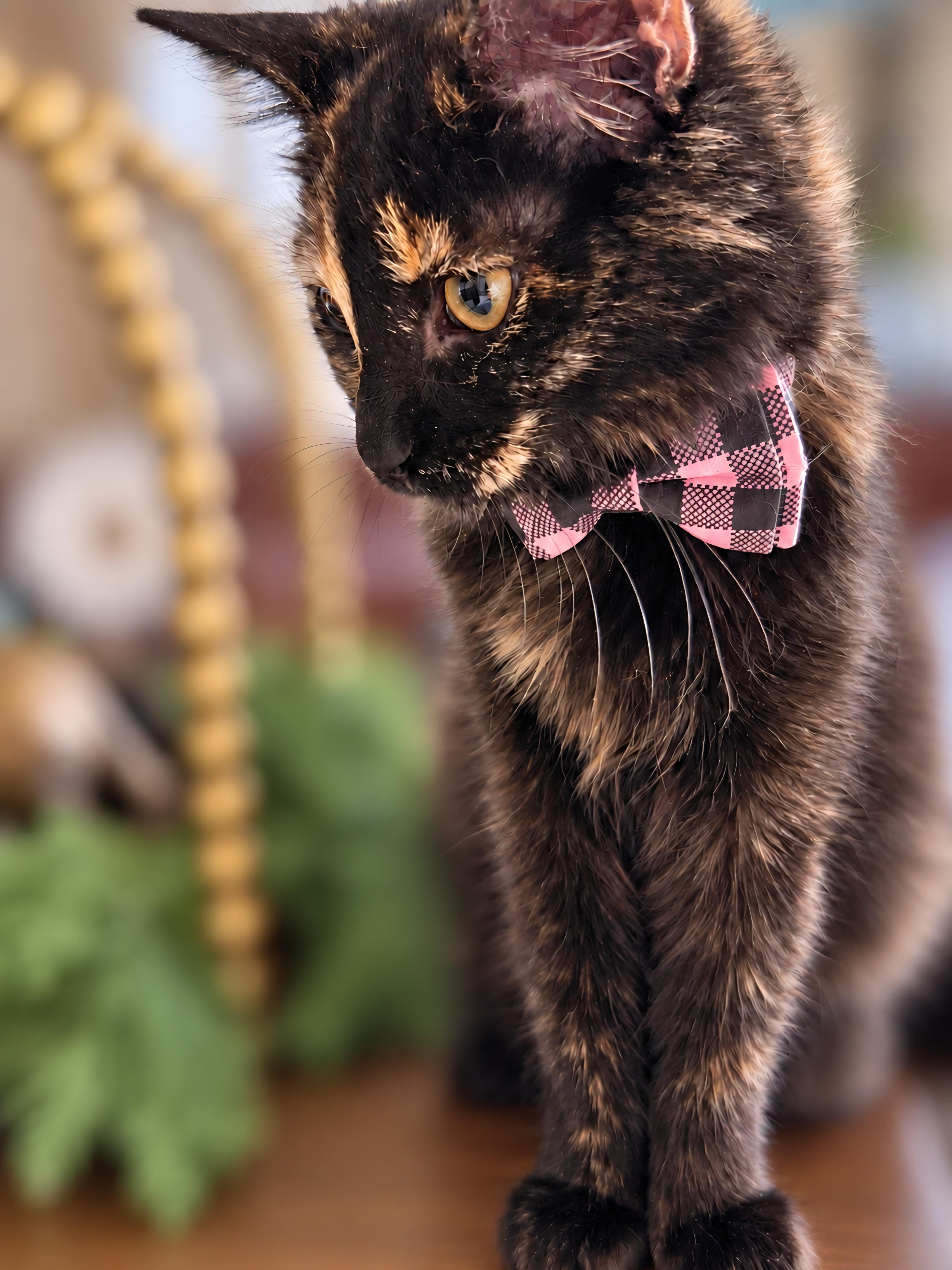 Catherine, Adopted, Kitten Female Tortoiseshell.