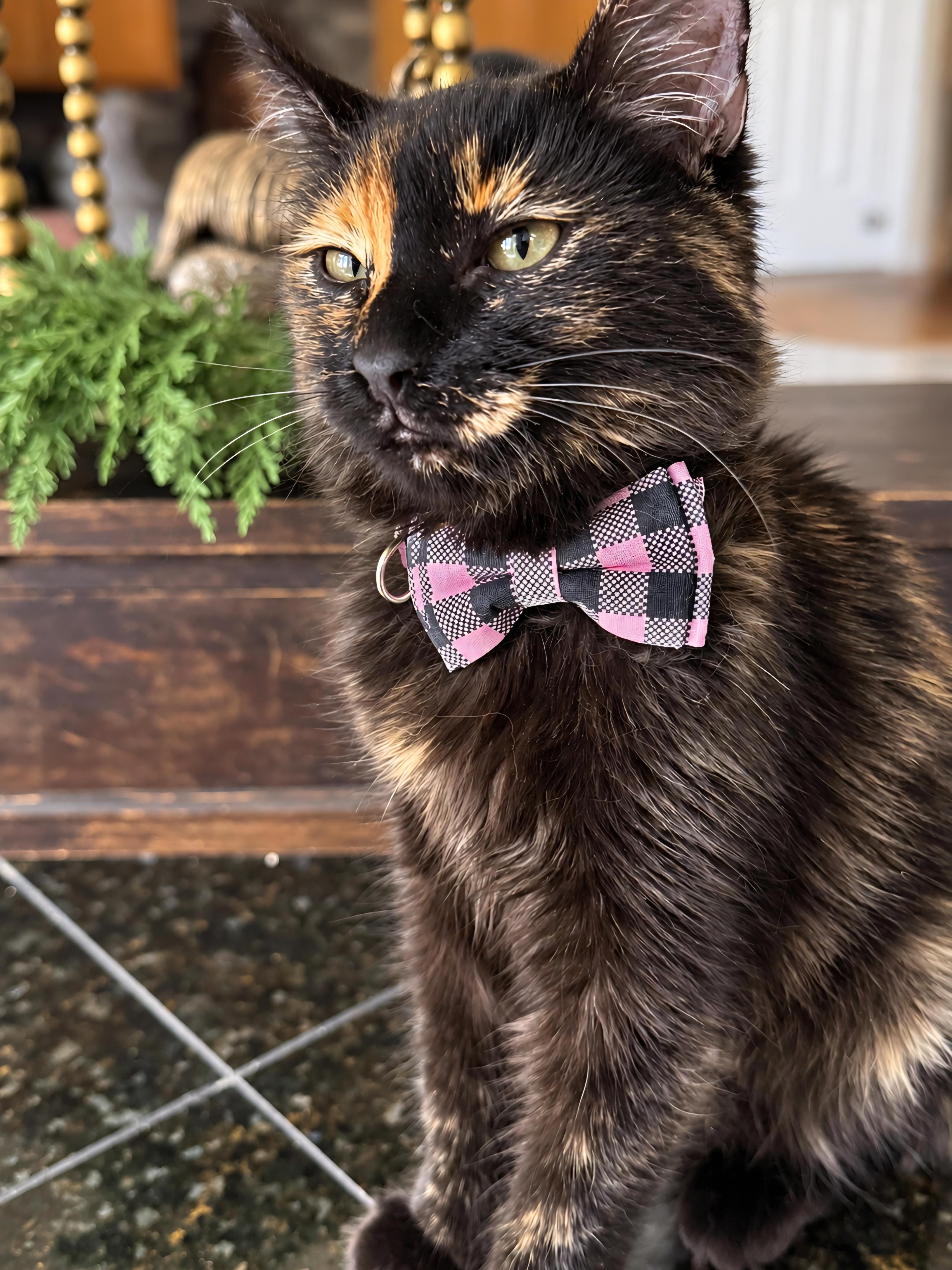 Enlarge Catherine, a Adopted Tortoiseshell in Fresno, CA image 3/5