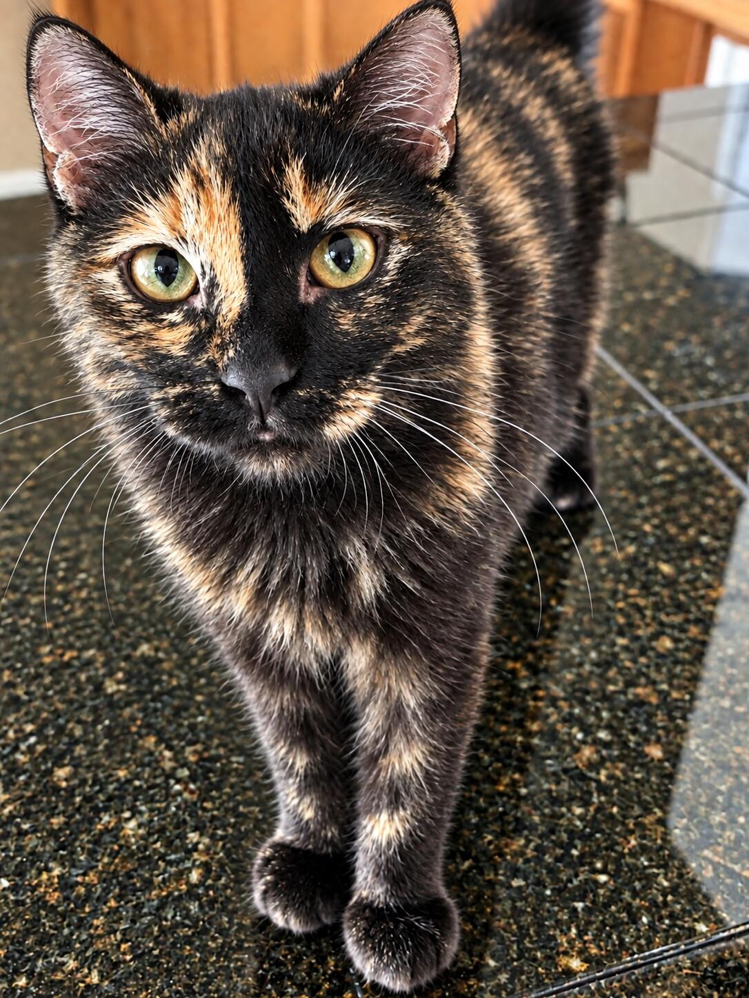 Enlarge Catherine, a Adopted Tortoiseshell in Fresno, CA image 2/5