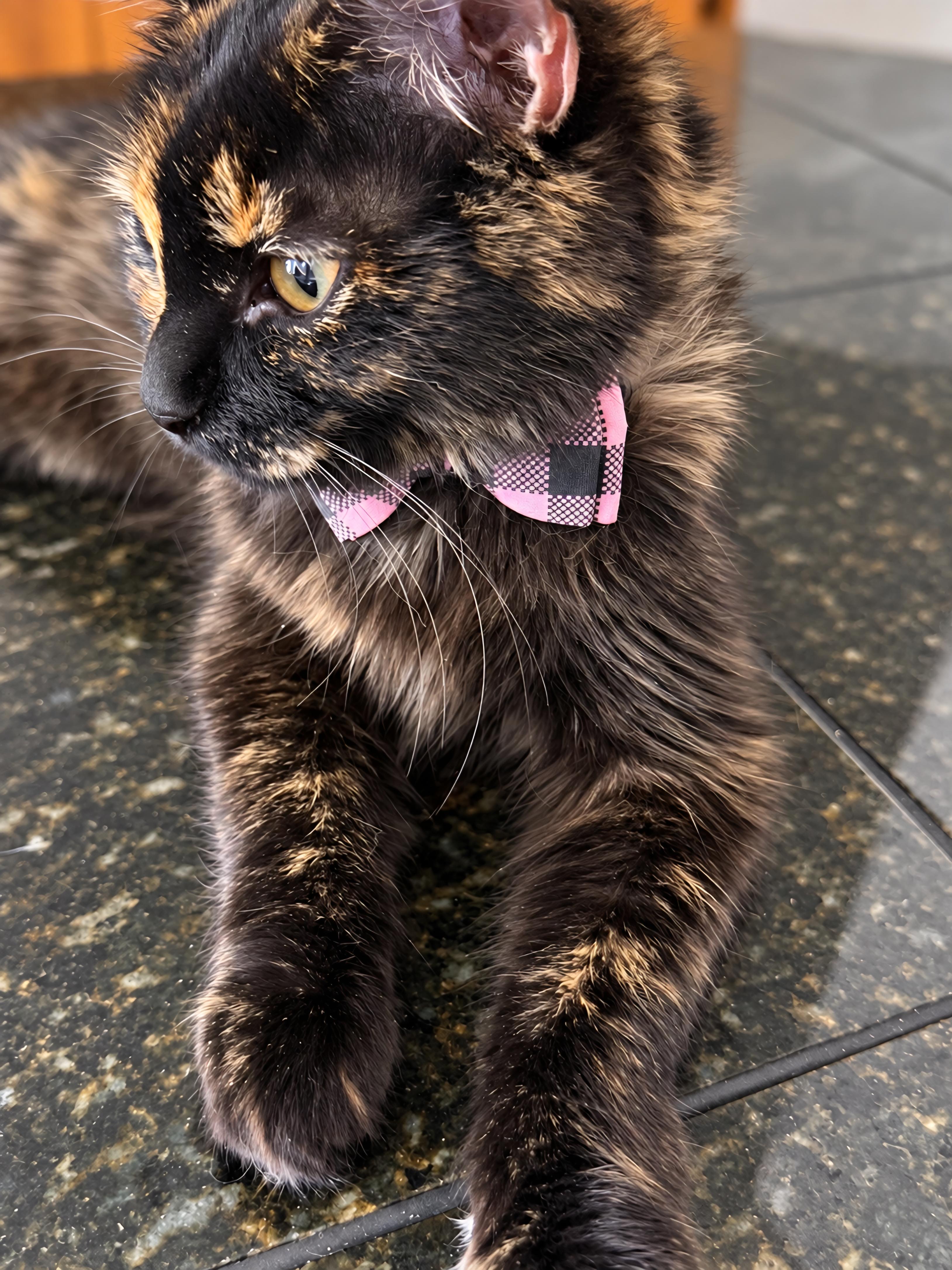 Enlarge Catherine, a Adopted Tortoiseshell in Fresno, CA image 5/5