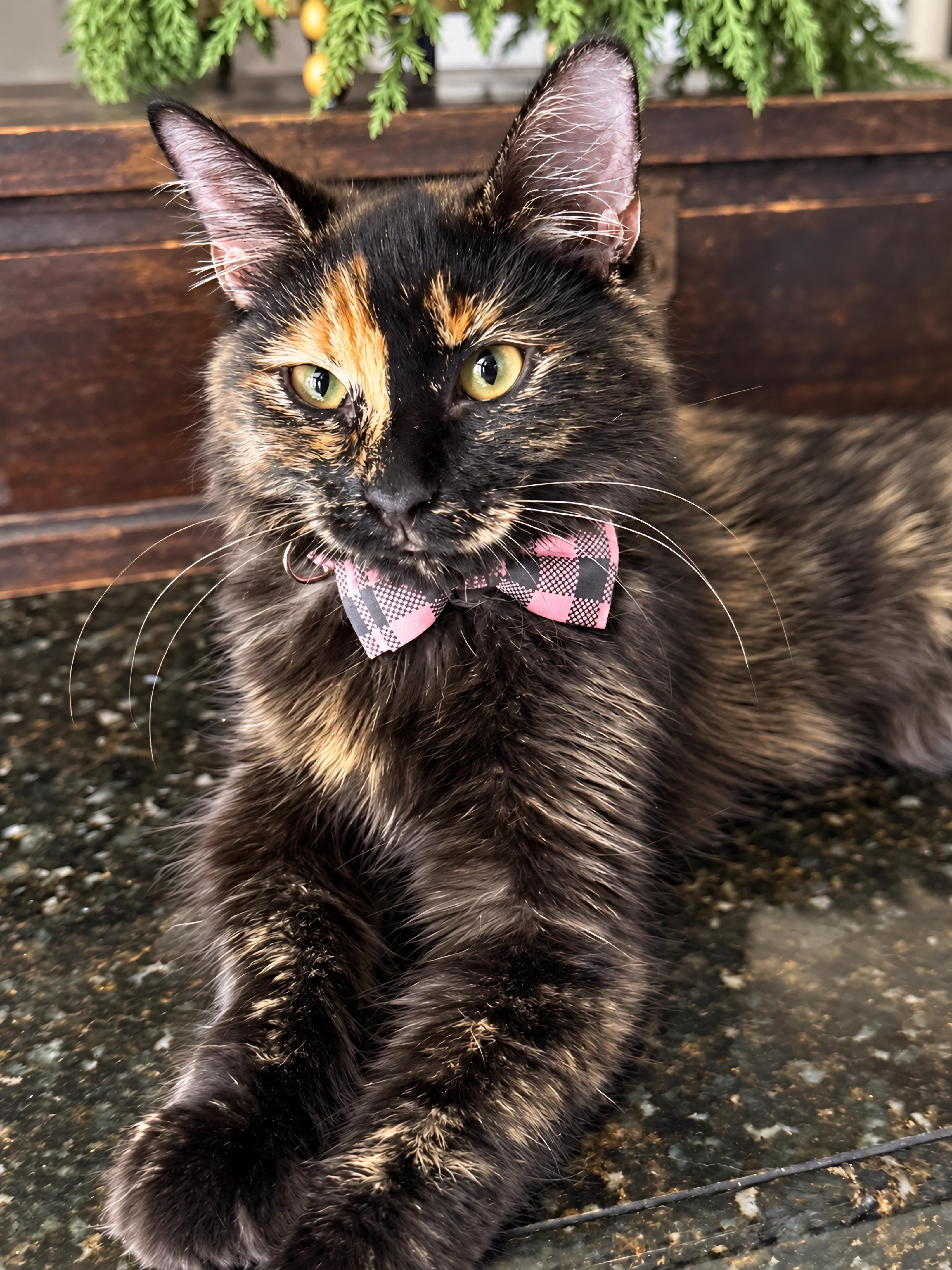 Enlarge Catherine, a Adopted Tortoiseshell in Fresno, CA image 4/5