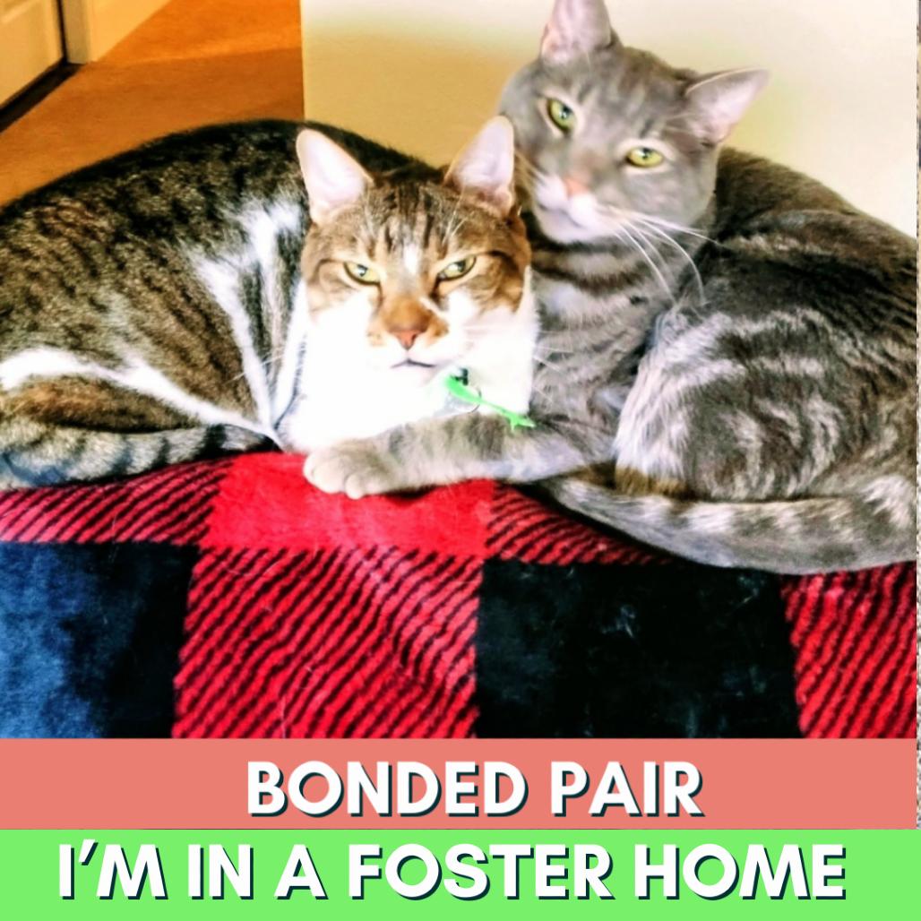 Blue, Adoptable, Senior Male Domestic Short Hair.