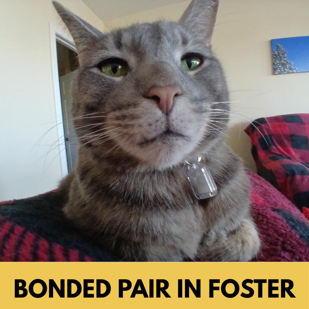 Enlarge Blue, a Adoptable Domestic Short Hair in Lakewood, CO image 2/6