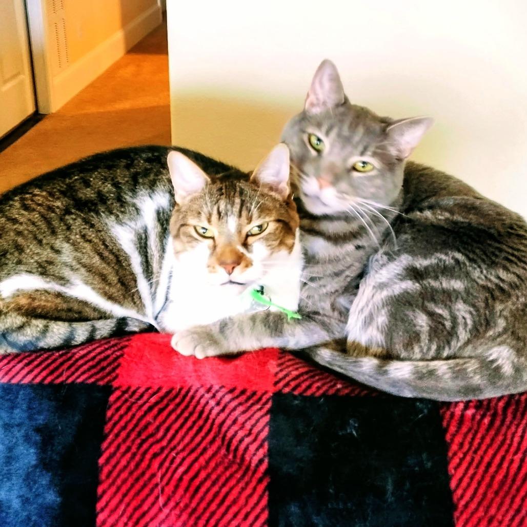 Blue, Adoptable, Senior Male Domestic Short Hair.