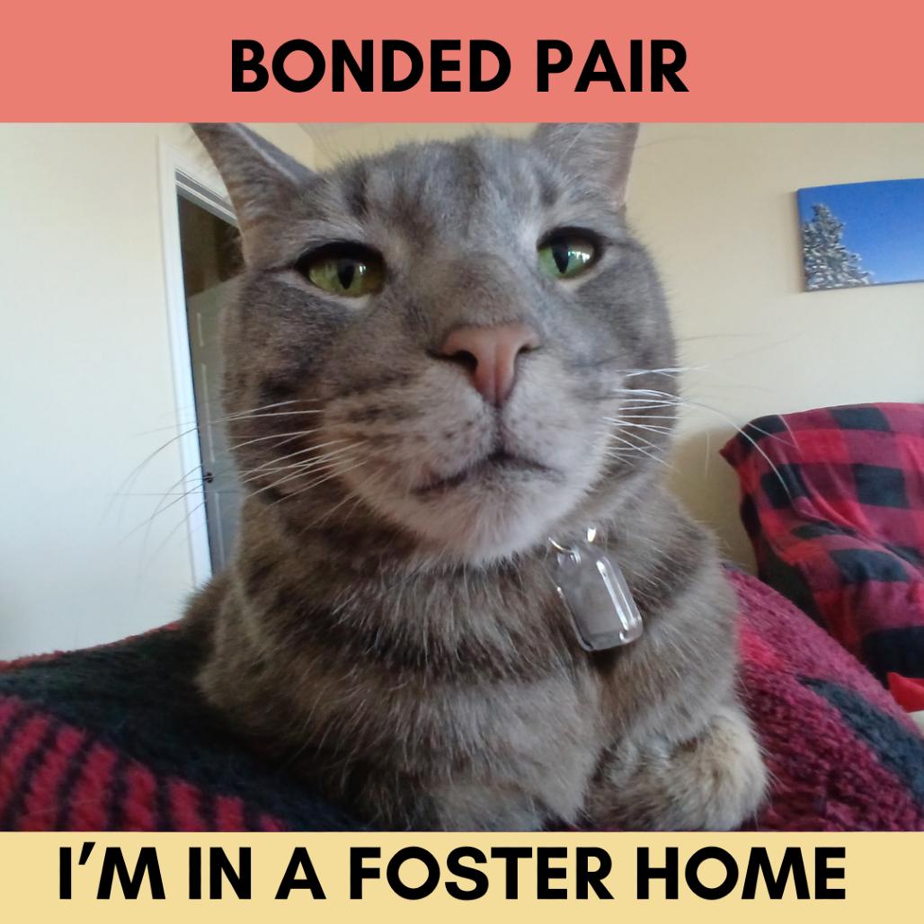 Enlarge Blue, a Adoptable Domestic Short Hair in Lakewood, CO image 2/5