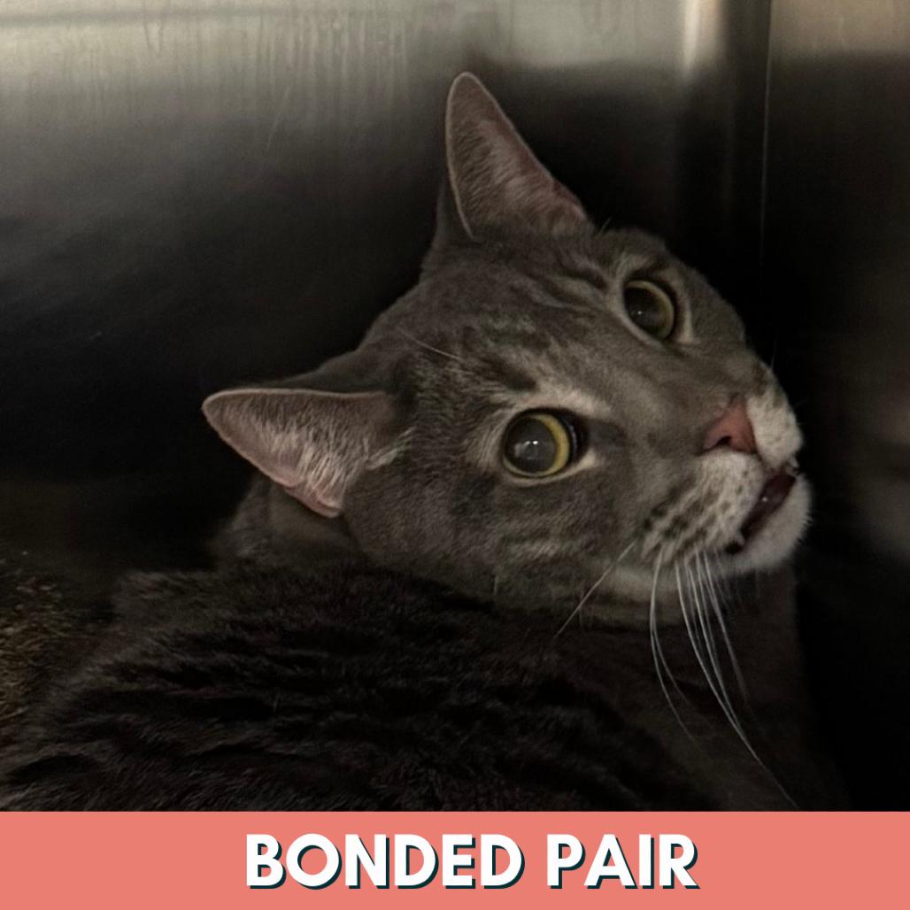 Enlarge Blue, a Adoptable Domestic Short Hair in Lakewood, CO image 2/3