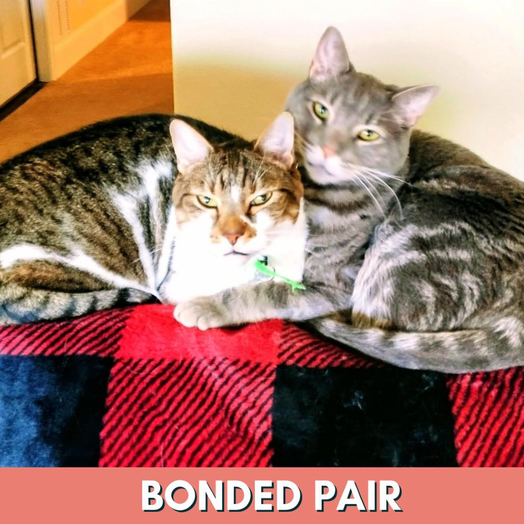 Enlarge Blue, a Adoptable Domestic Short Hair in Lakewood, CO image 3/3