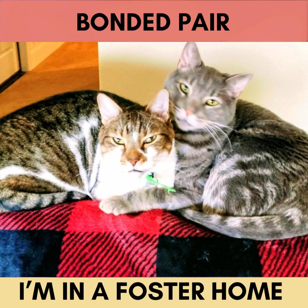 Enlarge Blue, a Adoptable Domestic Short Hair in Lakewood, CO image 3/3