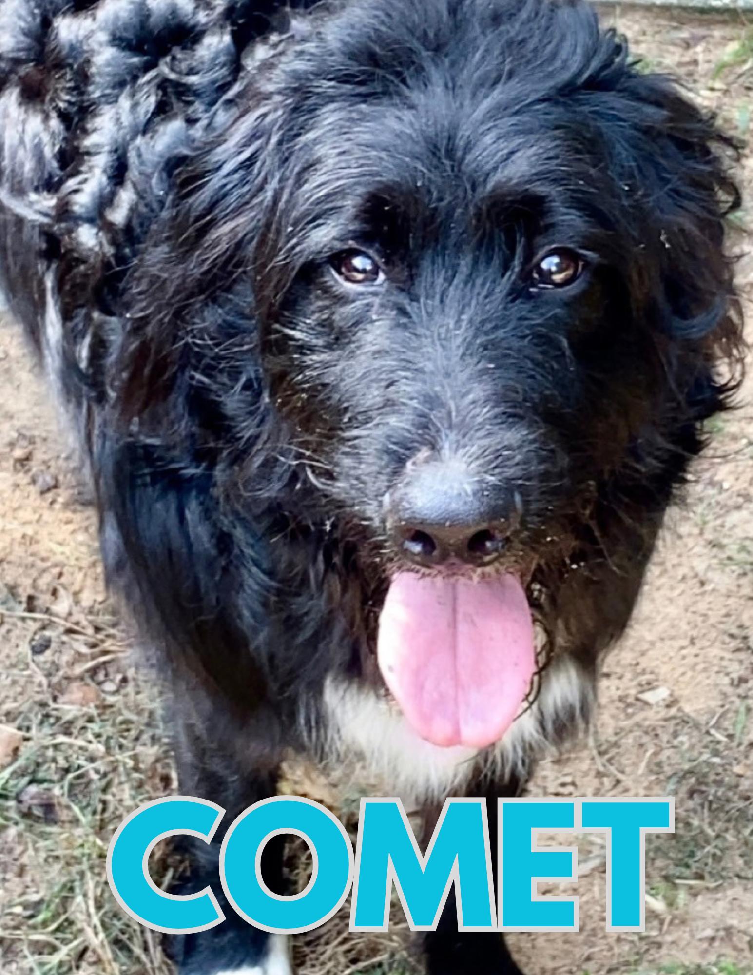 Enlarge Comet, a Adoptable Aussiedoodle in Shalimar, FL image 1/1