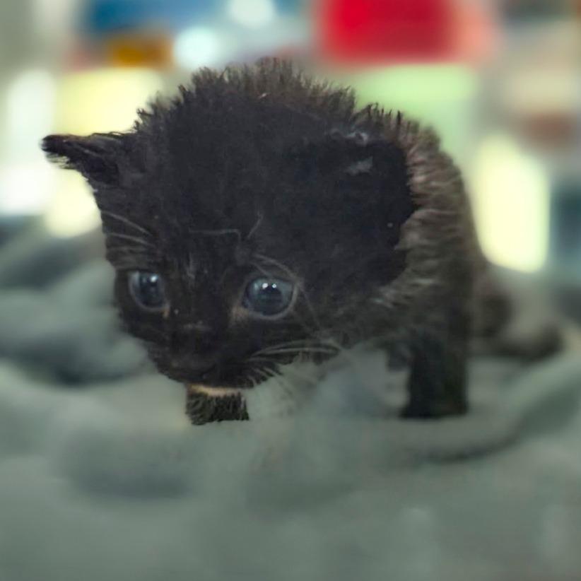 Virginia, Adoptable, Kitten Female Domestic Short Hair.