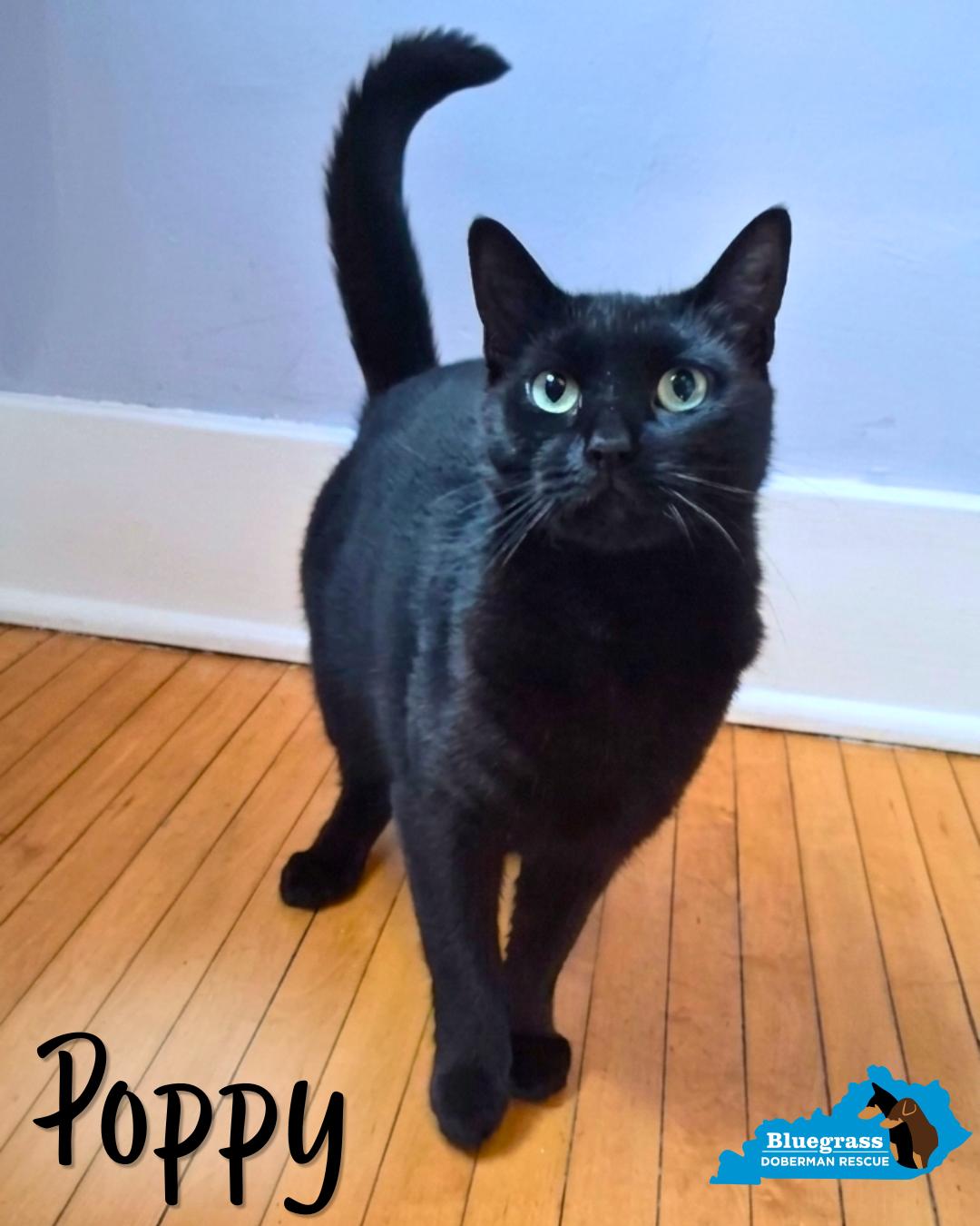 Enlarge Poppy, a ADOPTABLE Domestic Short Hair in Louisville, KY image 1/3