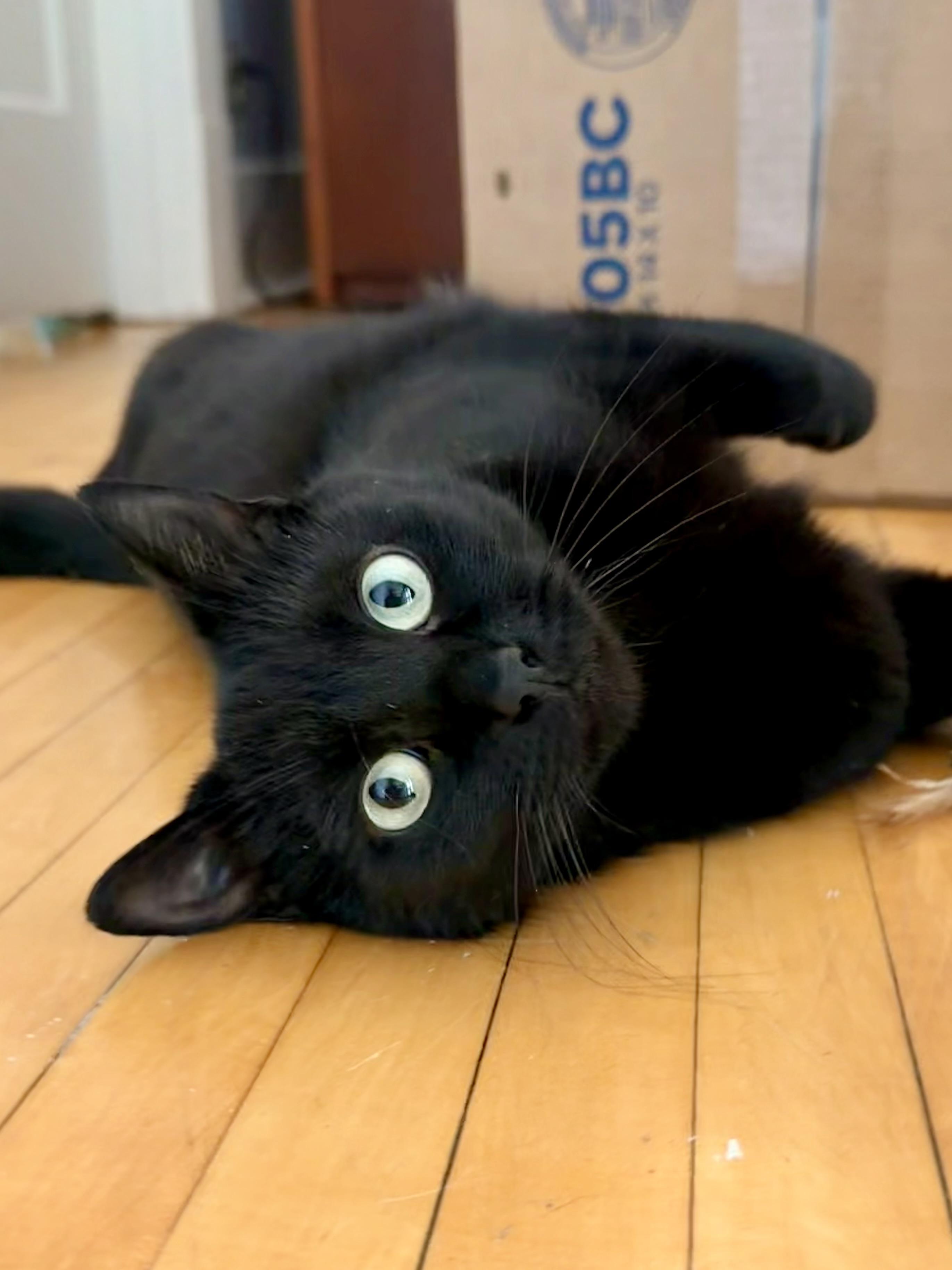 Enlarge Poppy, a ADOPTABLE Domestic Short Hair in Louisville, KY image 2/3