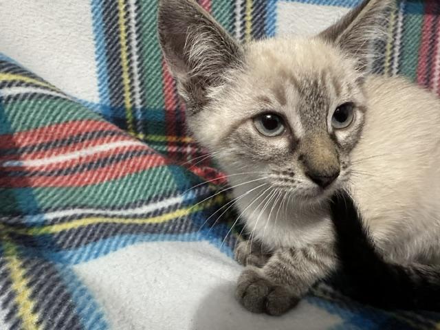 Enlarge Ghoul (bonded to Ghost), a Adopted mixed breed in Brewster, NY image 5/5