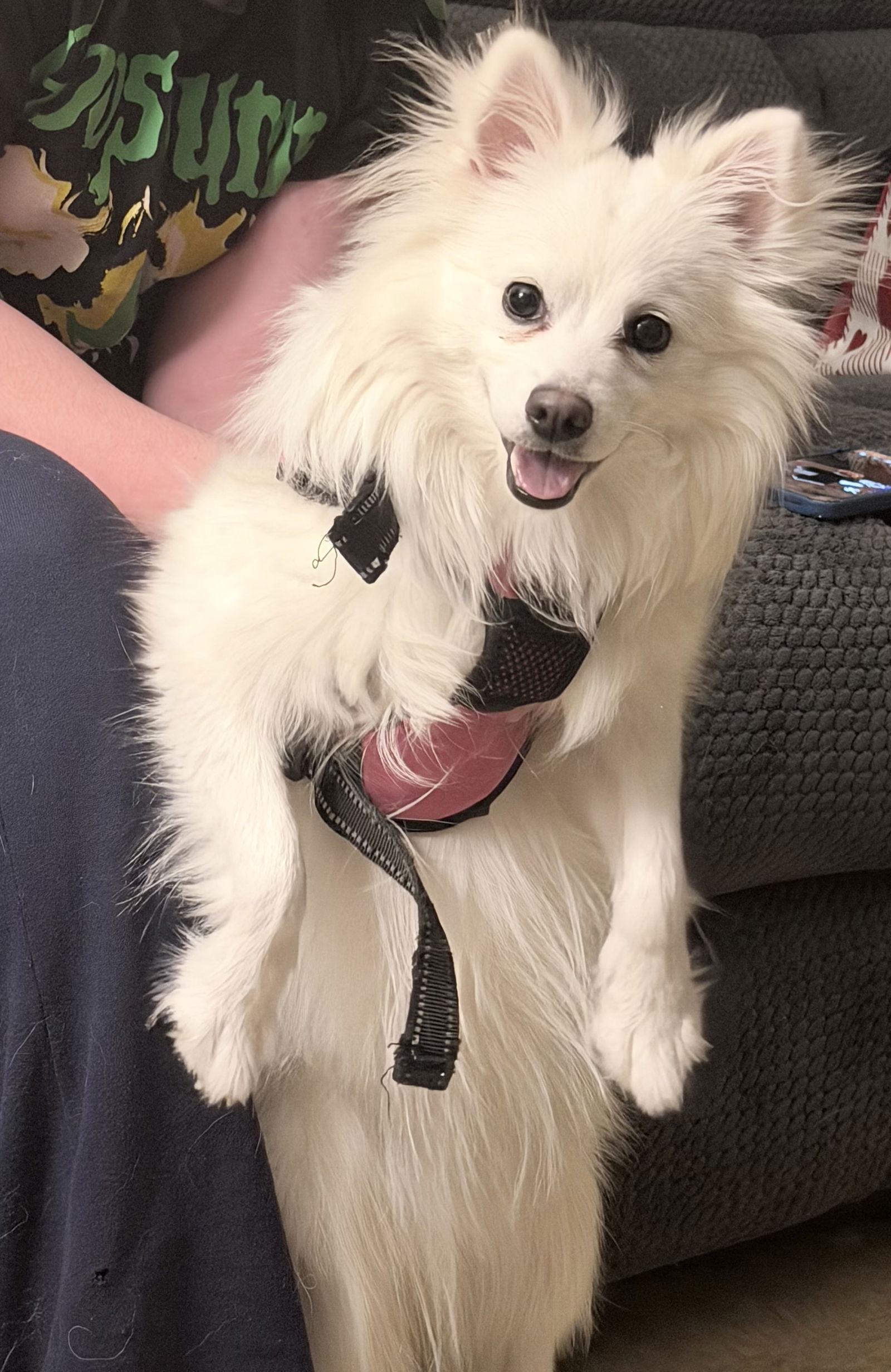 Enlarge Lumi of Plymouth Ma, a Adoptable American Eskimo Dog in Plymouth, MA image 1/3