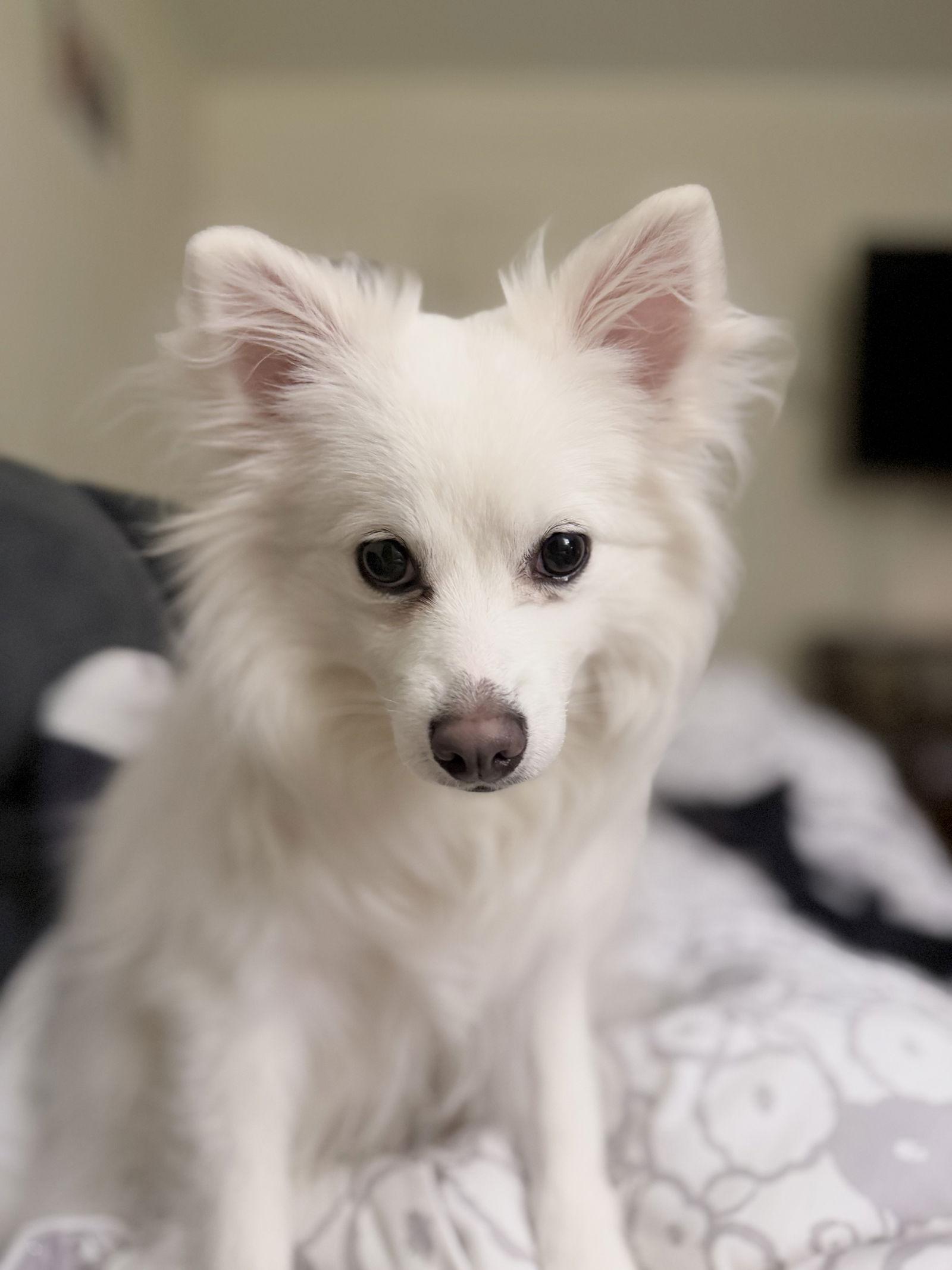 Enlarge Lumi of Plymouth Ma, a Adoptable American Eskimo Dog in Plymouth, MA image 2/3