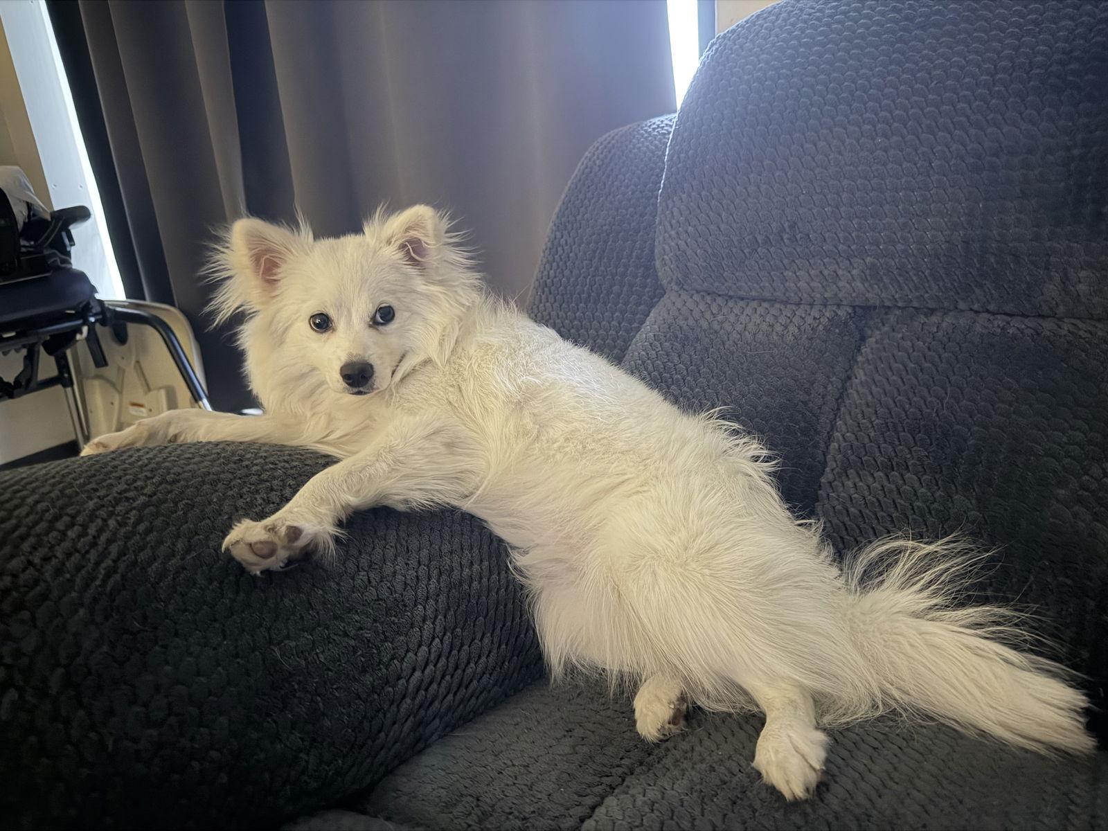 Enlarge Lumi of Plymouth Ma, a Adoptable American Eskimo Dog in Plymouth, MA image 3/3