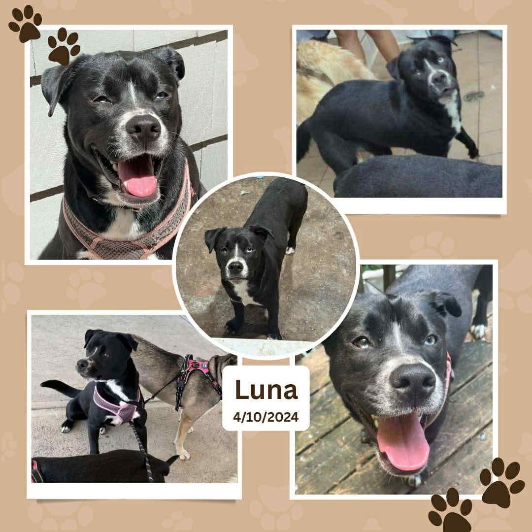 Enlarge Luna - (NJ) Loyal Lover, an adopted mixed breed in Clifton , NJ image 1/6