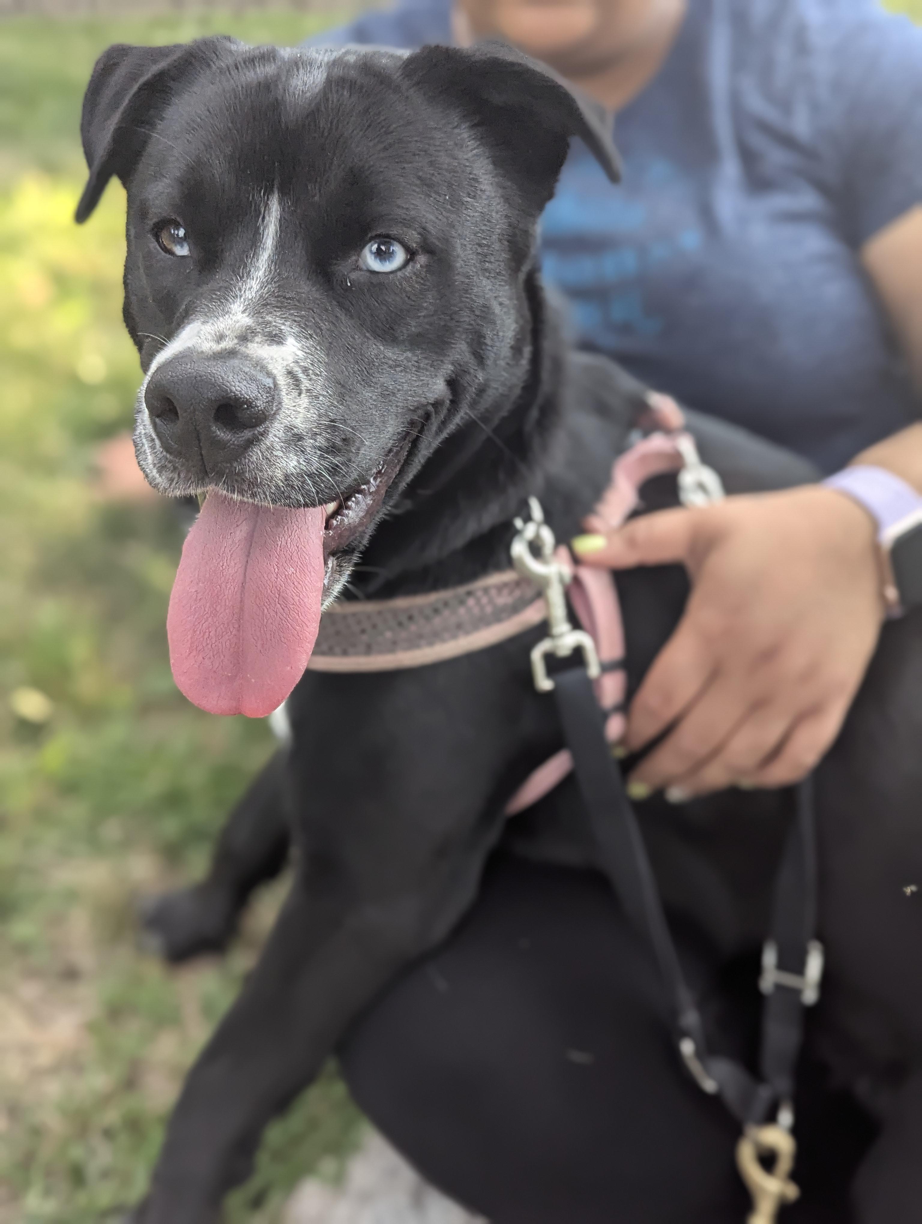 Enlarge Luna - (NJ) Loyal Lover, an adopted mixed breed in Clifton , NJ image 5/6