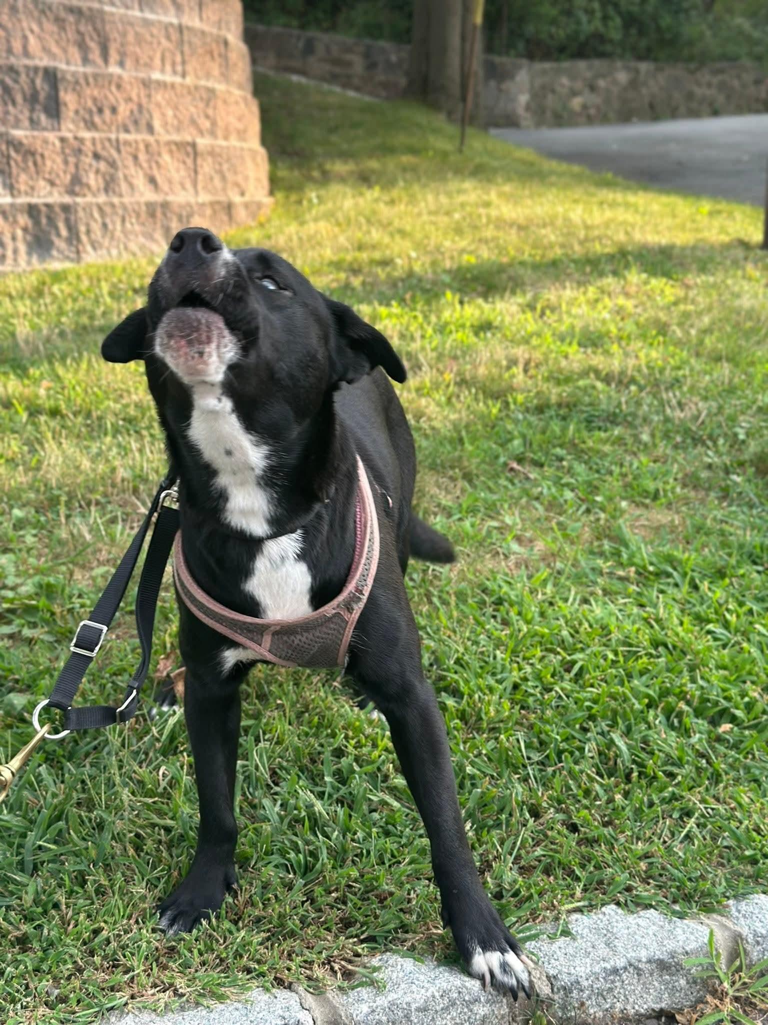 Enlarge Luna - (NJ) Loyal Lover, an adopted mixed breed in Clifton , NJ image 6/6