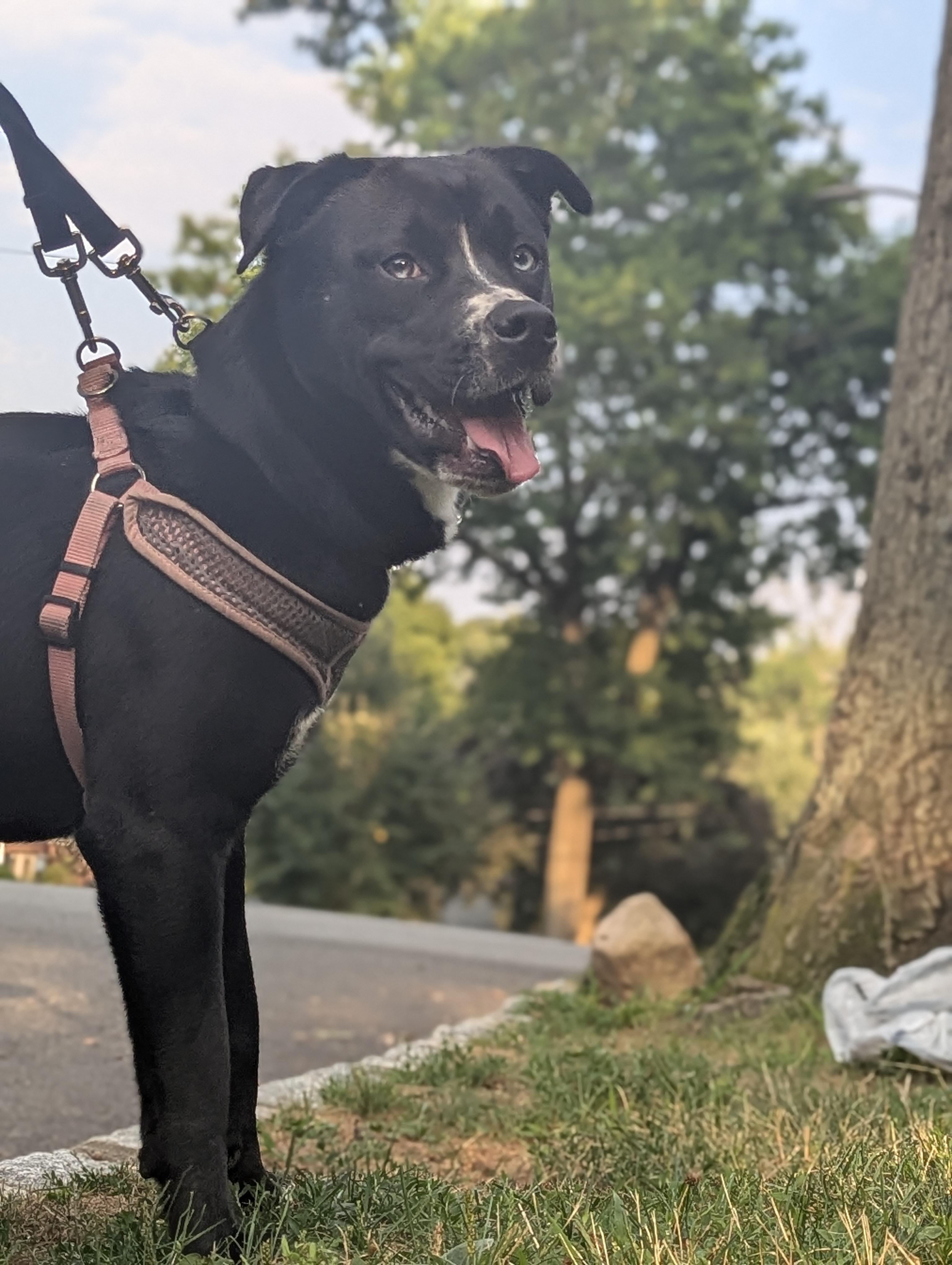 Enlarge Luna - (NJ) Loyal Lover, an adopted mixed breed in Clifton , NJ image 4/6