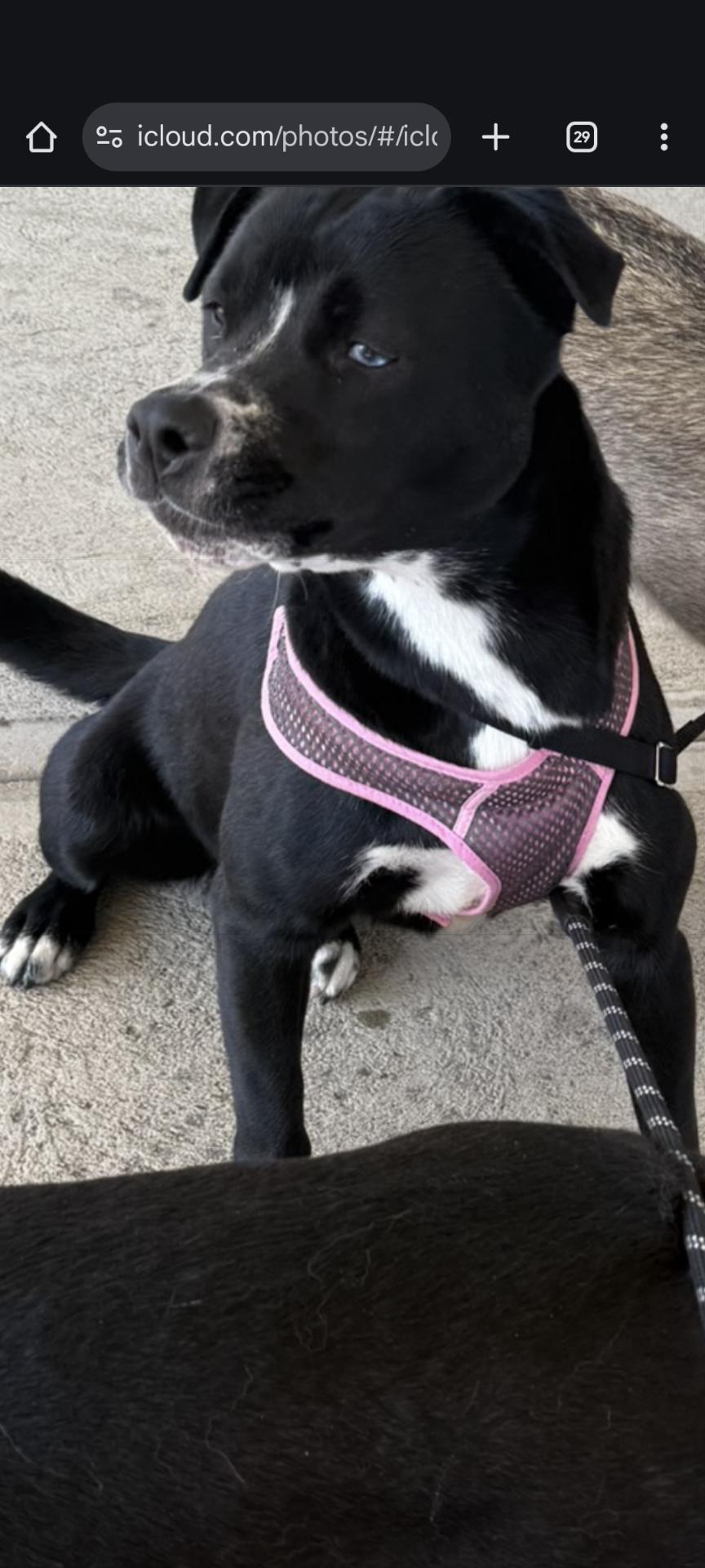 Enlarge Luna - (NJ) Loyal Lover, an adopted mixed breed in Clifton , NJ image 3/6