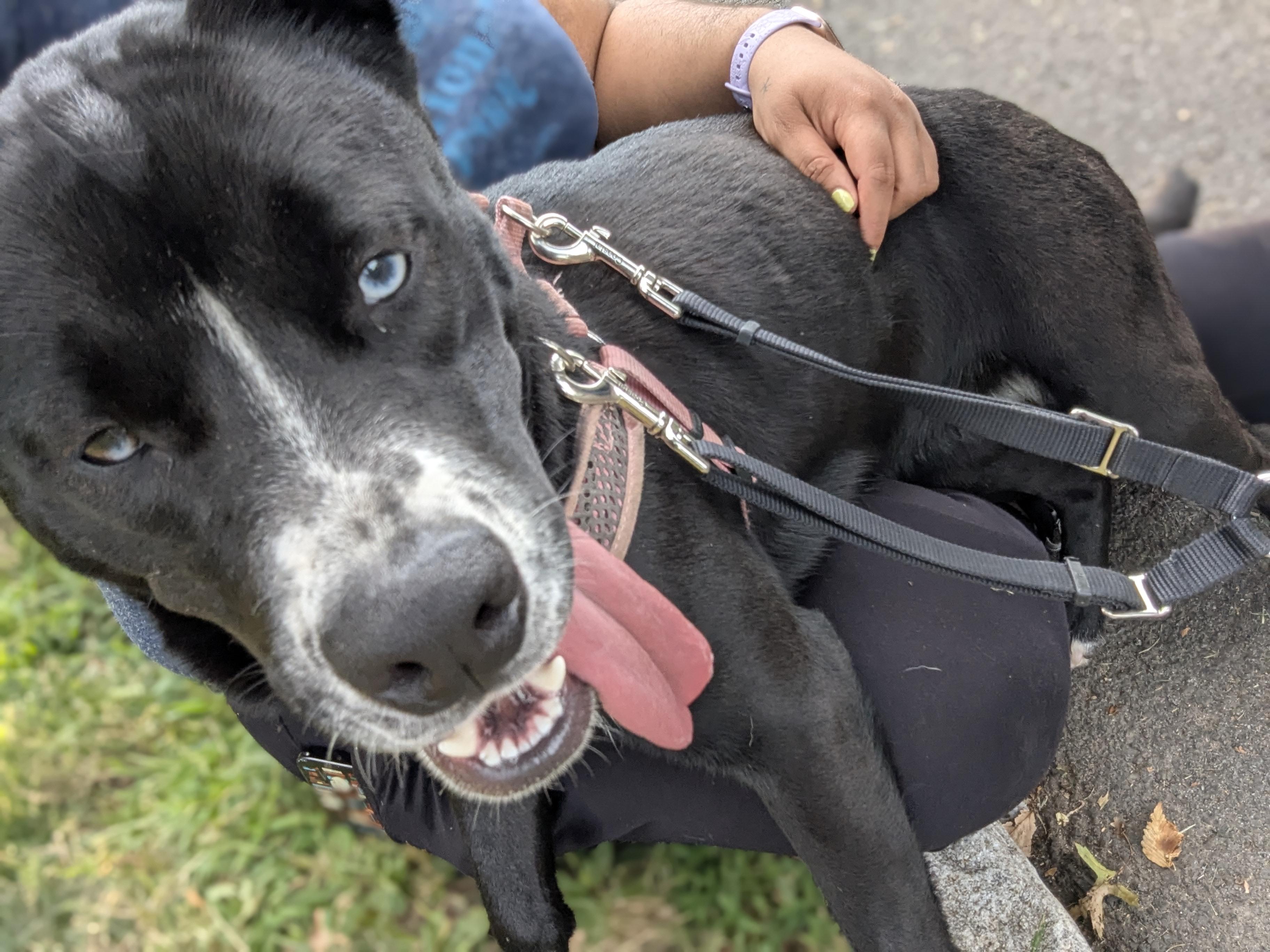 Enlarge Luna - (NJ) Loyal Lover, an adopted mixed breed in Clifton , NJ image 2/6