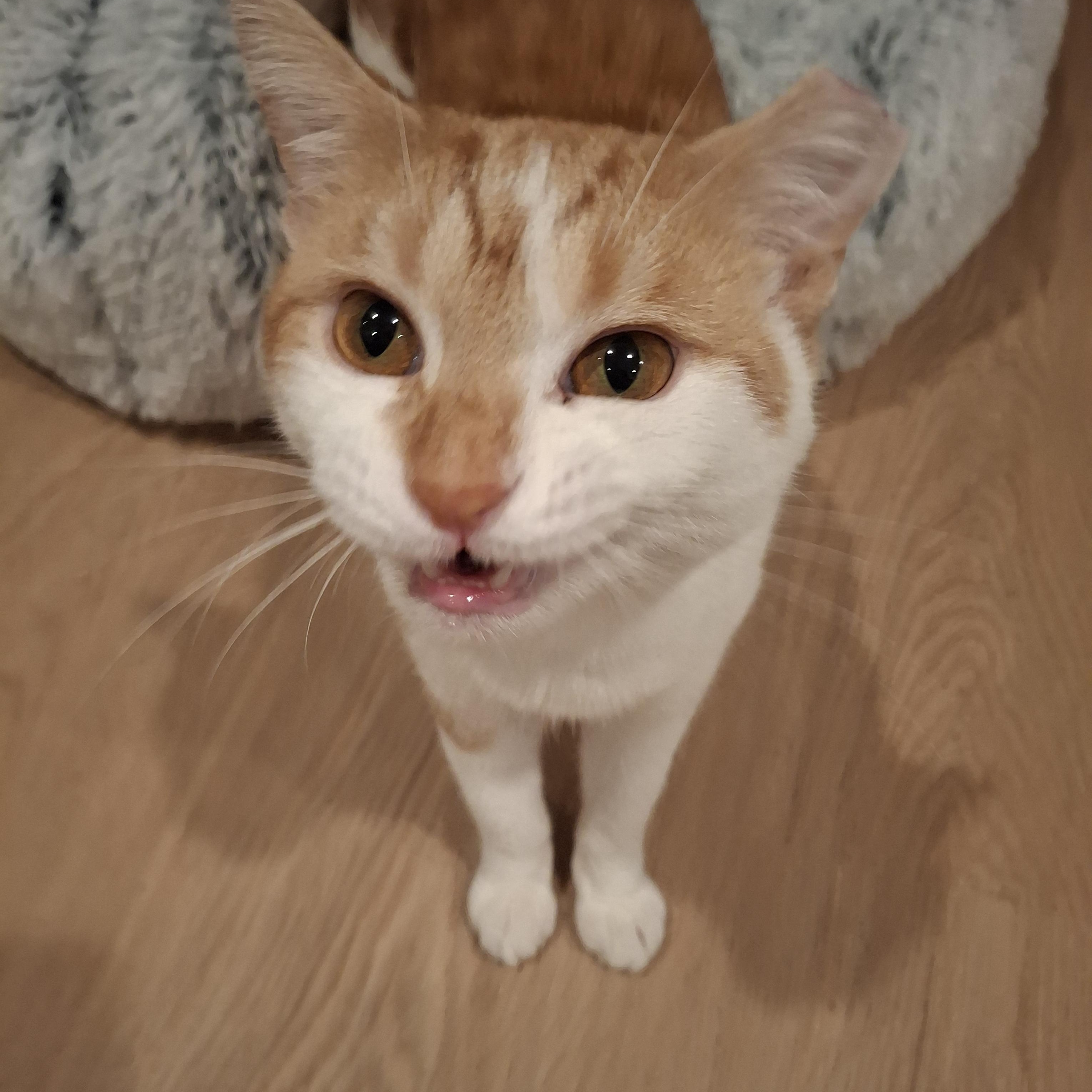 Infamous, ADOPTABLE, Young Male Tabby.