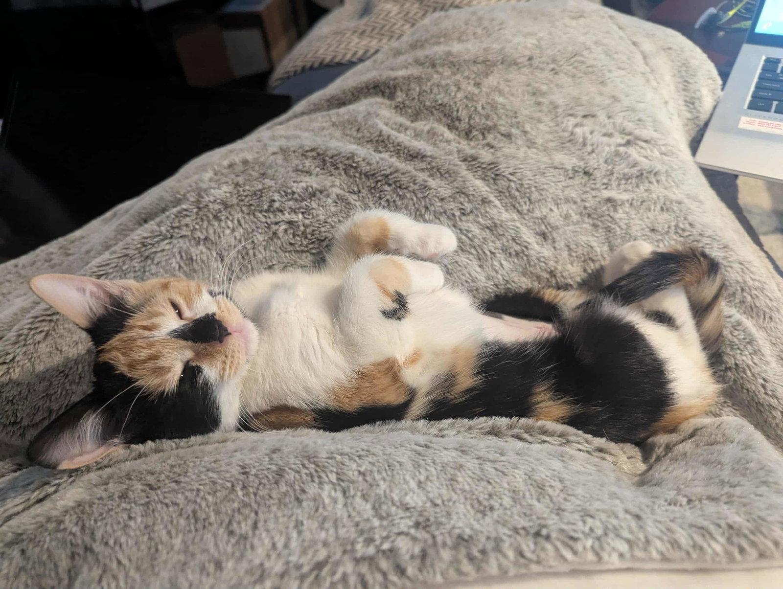 Jo, Adopted, Kitten Female Calico & Domestic Short Hair.