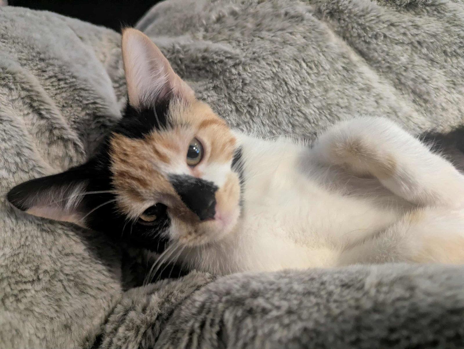 Enlarge Jo, a Adopted mixed breed in Cincinnati, OH image 2/3