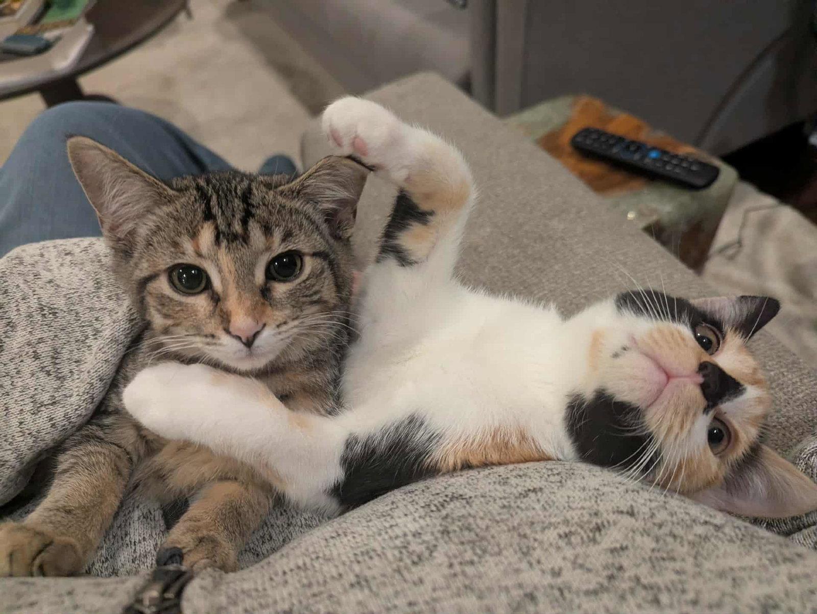 Enlarge Jo, a Adopted mixed breed in Cincinnati, OH image 3/3