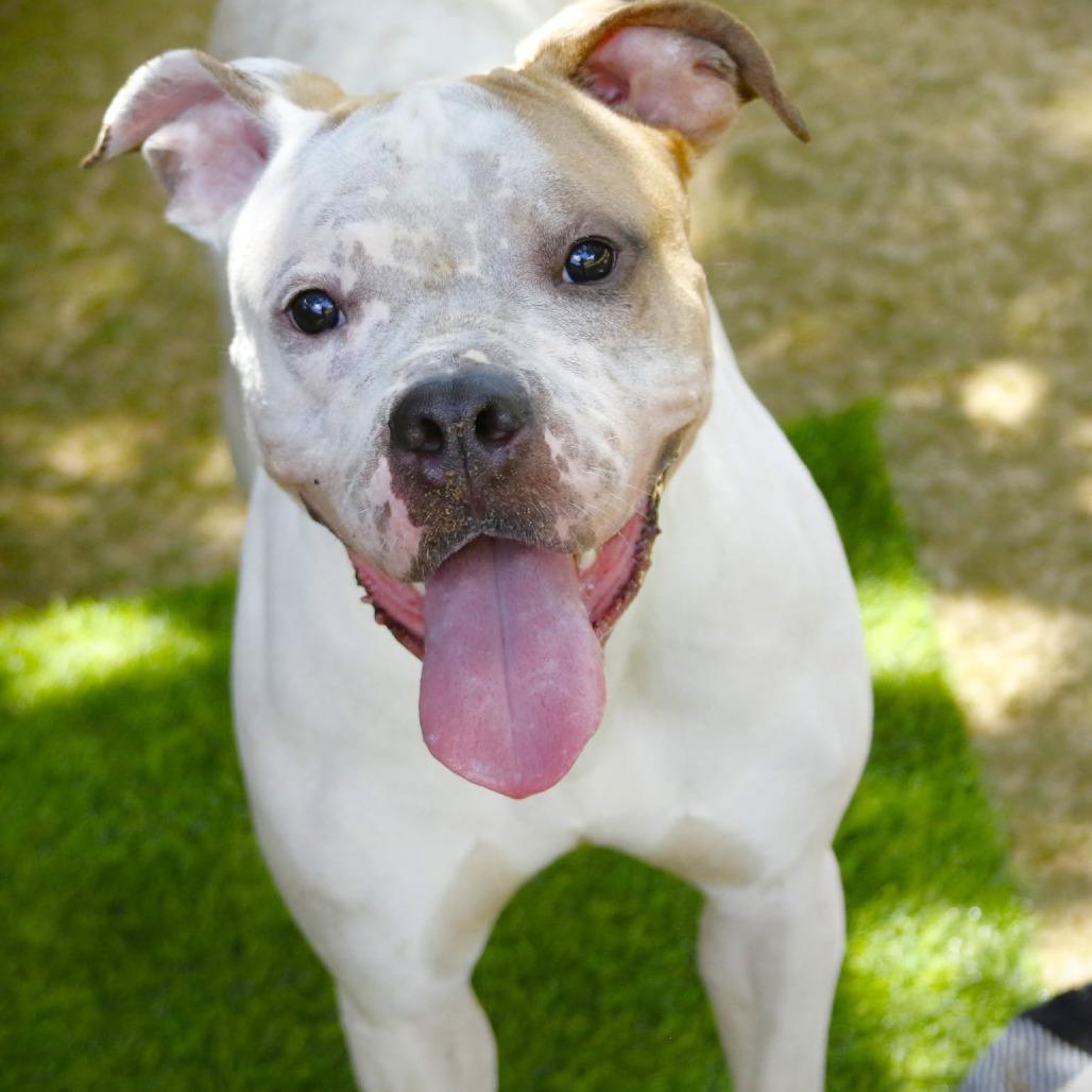 Bane, Adoptable, Adult Male Boxer & Mixed Breed.