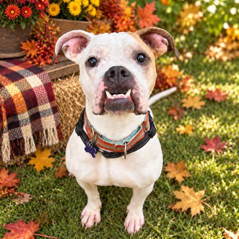 Enlarge Bane, a Adoptable mixed breed in Hopkinton, MA image 2/3