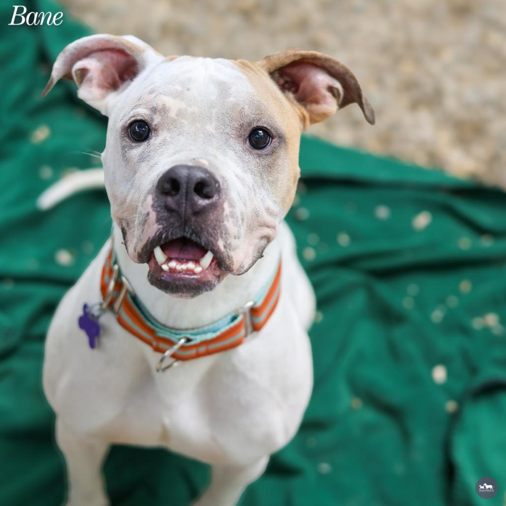 Enlarge Bane, a Adoptable mixed breed in Hopkinton, MA image 3/3