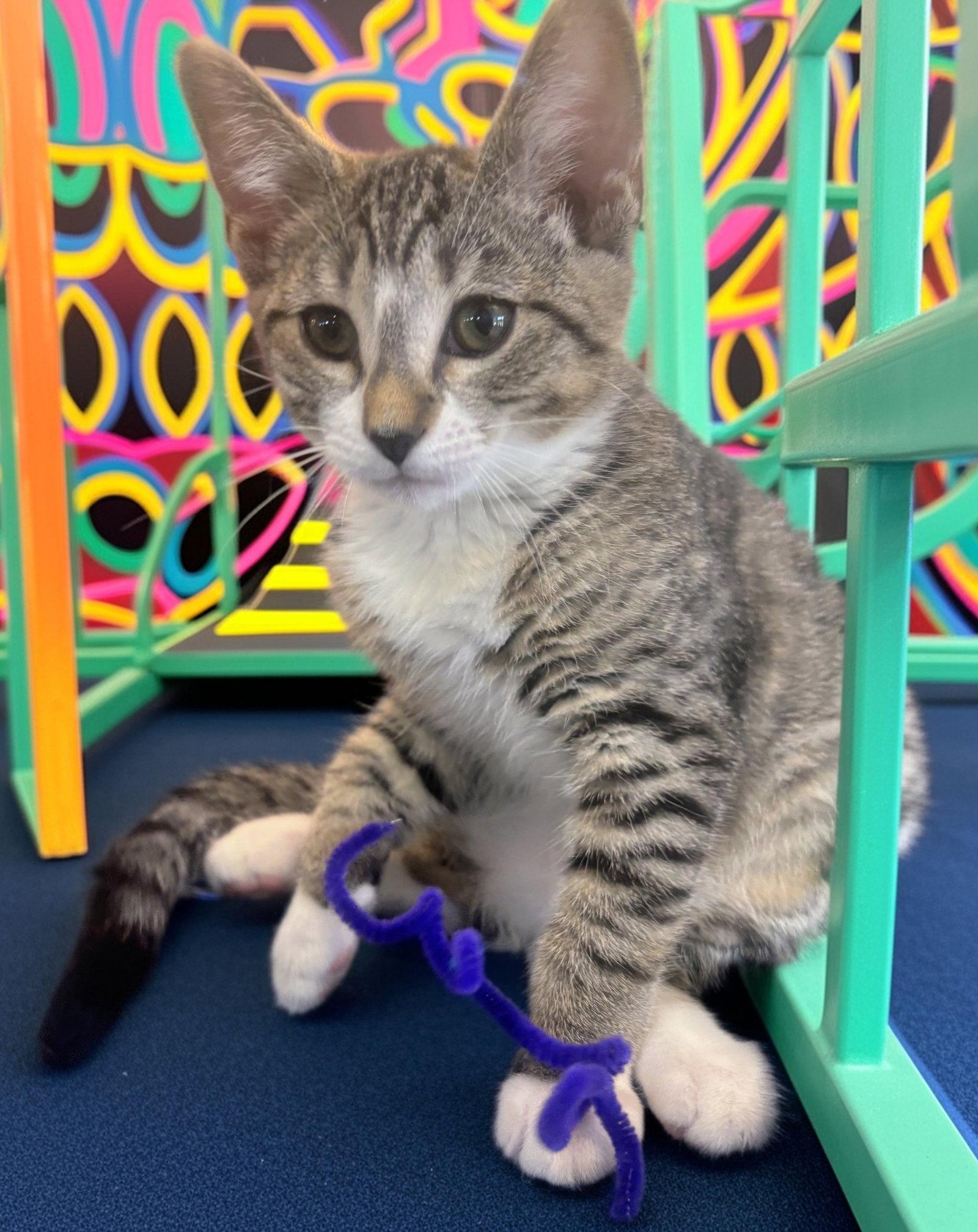 Enlarge Polly Kitten, a Adoptable Domestic Short Hair in Allentown, PA image 2/3