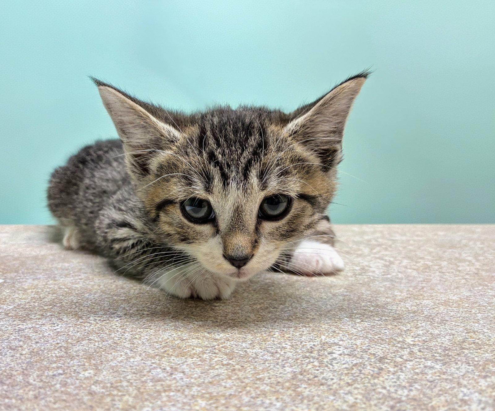 Enlarge Polly Kitten, a Adoptable Domestic Short Hair in Allentown, PA image 3/3