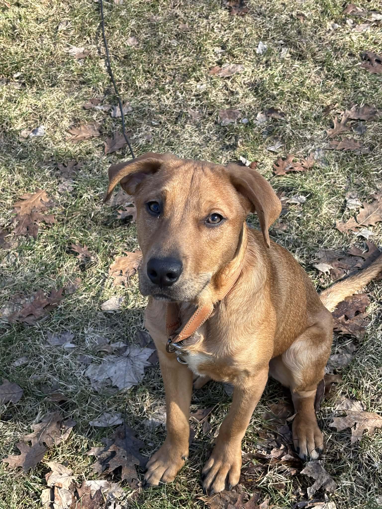 Cameron, ADOPTABLE, Young Male Labrador Retriever.