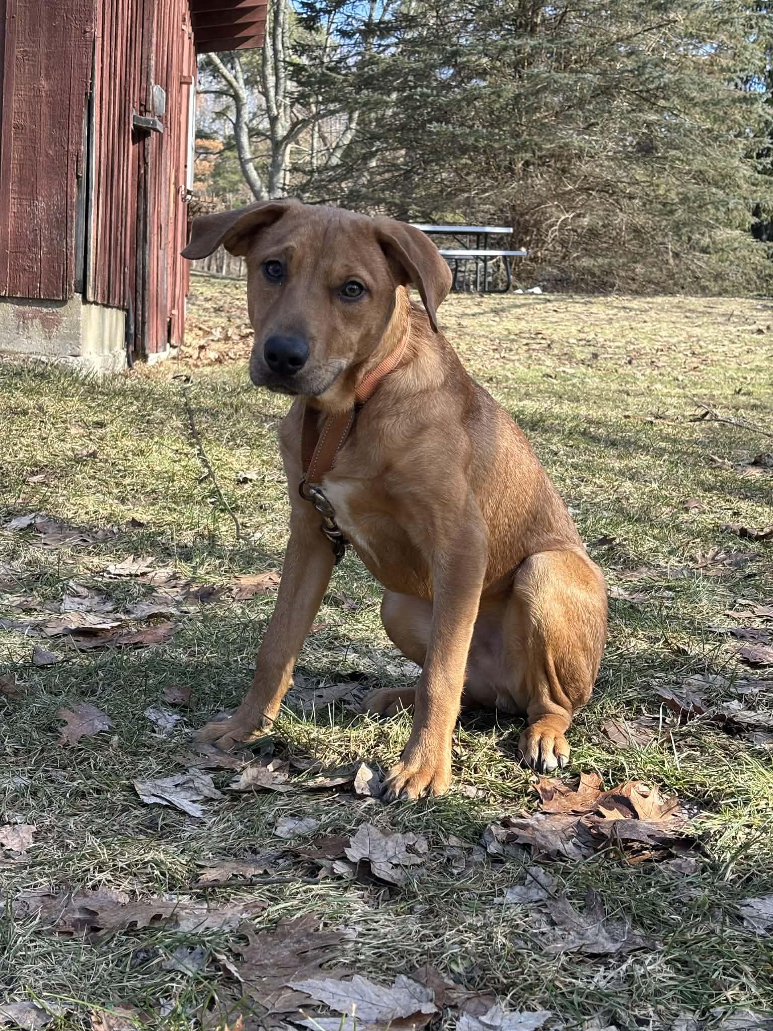 Enlarge Cameron, a ADOPTABLE mixed breed in Grand Rapids, MI image 2/2
