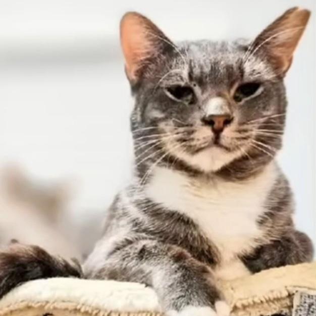 Enlarge Biscuits, a ADOPTABLE Domestic Short Hair in Bentonville, AR image 1/2