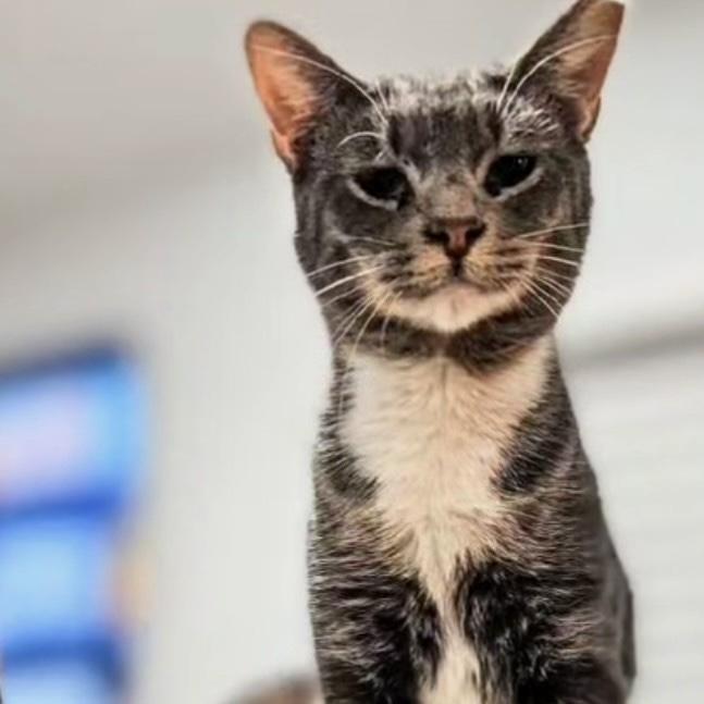 Enlarge Biscuits, a ADOPTABLE Domestic Short Hair in Bentonville, AR image 2/2